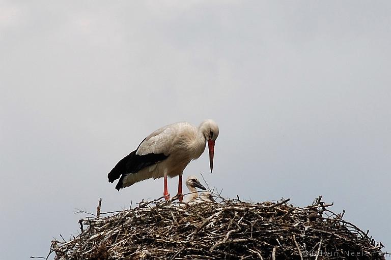 ENE-20070605-0009.jpg - [nl] Ooievaar ( Ciconia ciconia ) | Ommeren, Nederland[en] White Stork ( Ciconia ciconia ) | Ommeren, The Netherlands